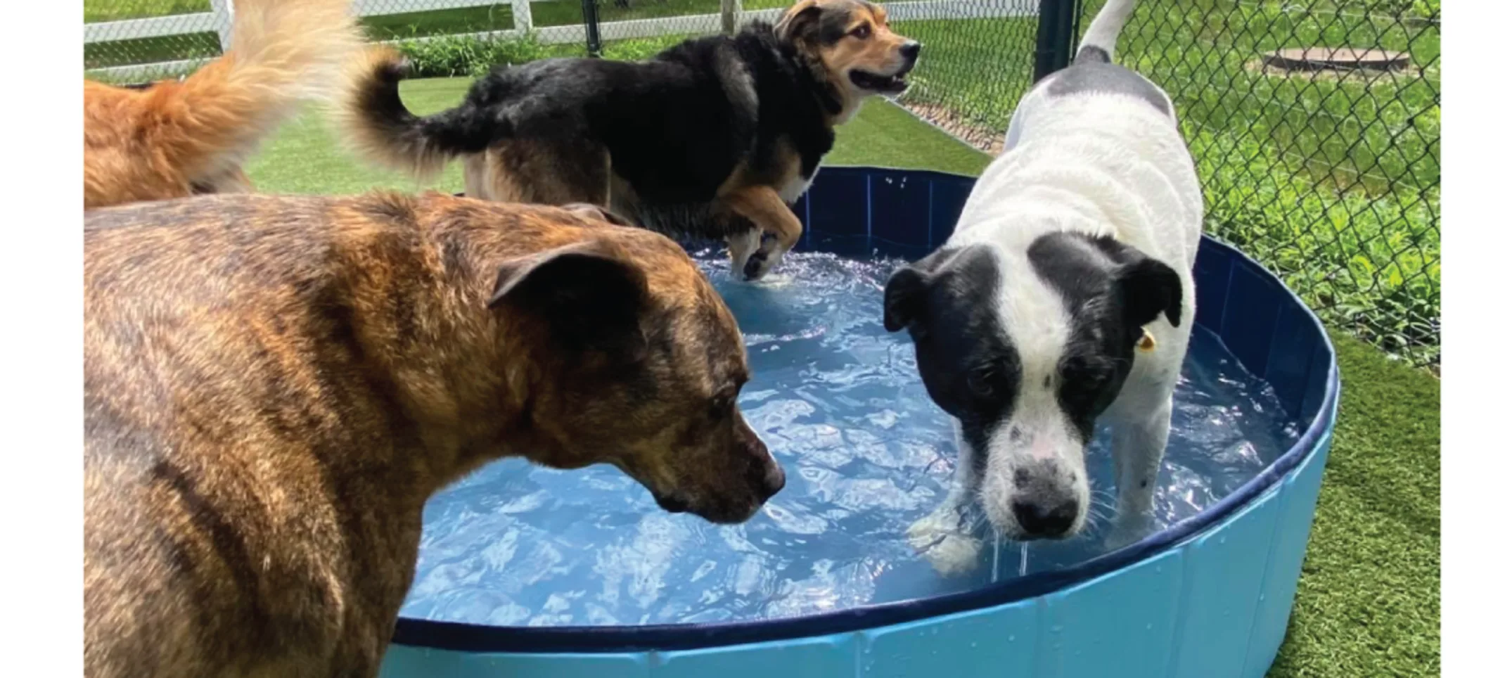 Dogs in pool at daycare